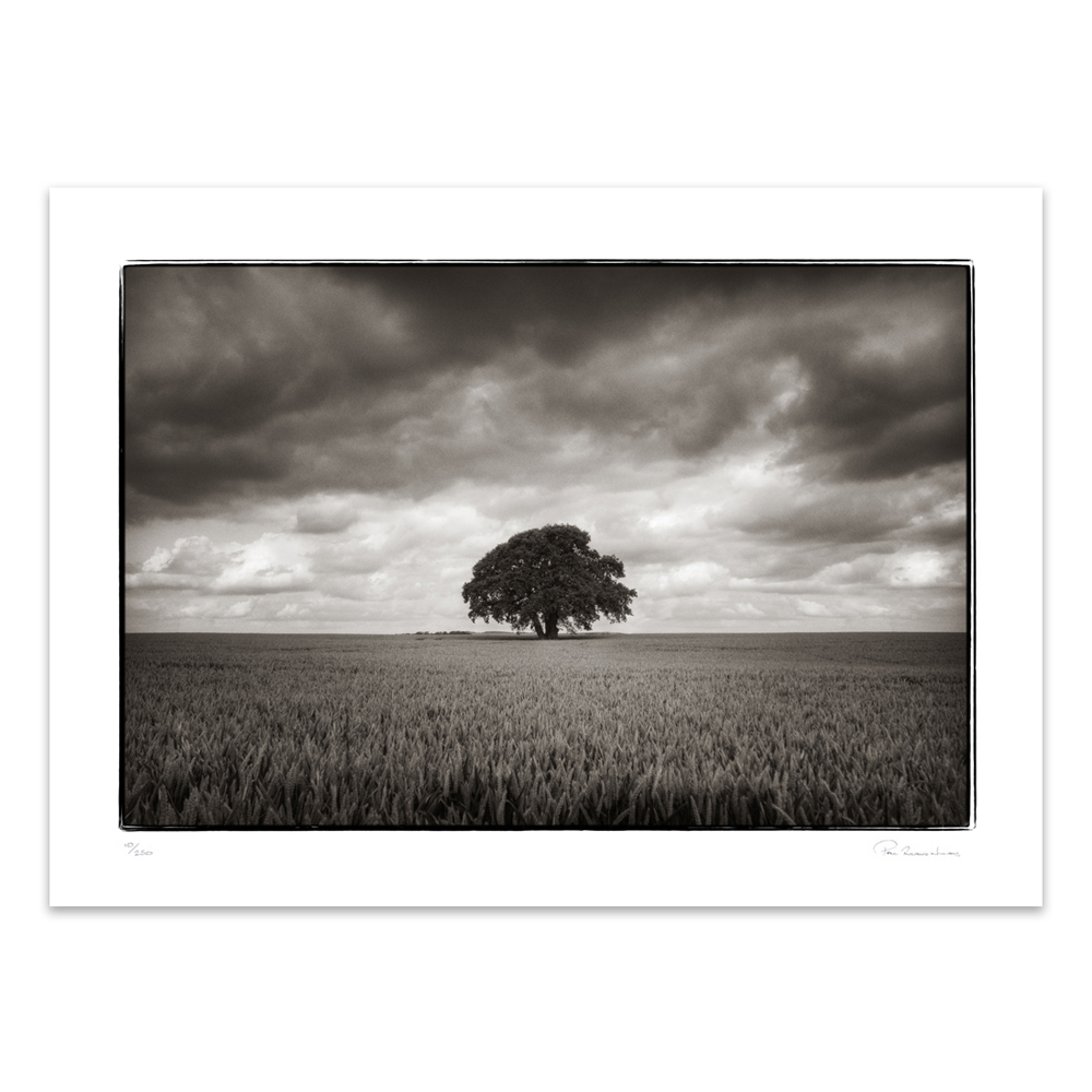 Tree in Wheatfield - Limited Edition Fine Art Print Tree in Wheatfield - Limited Edition Fine Art Print