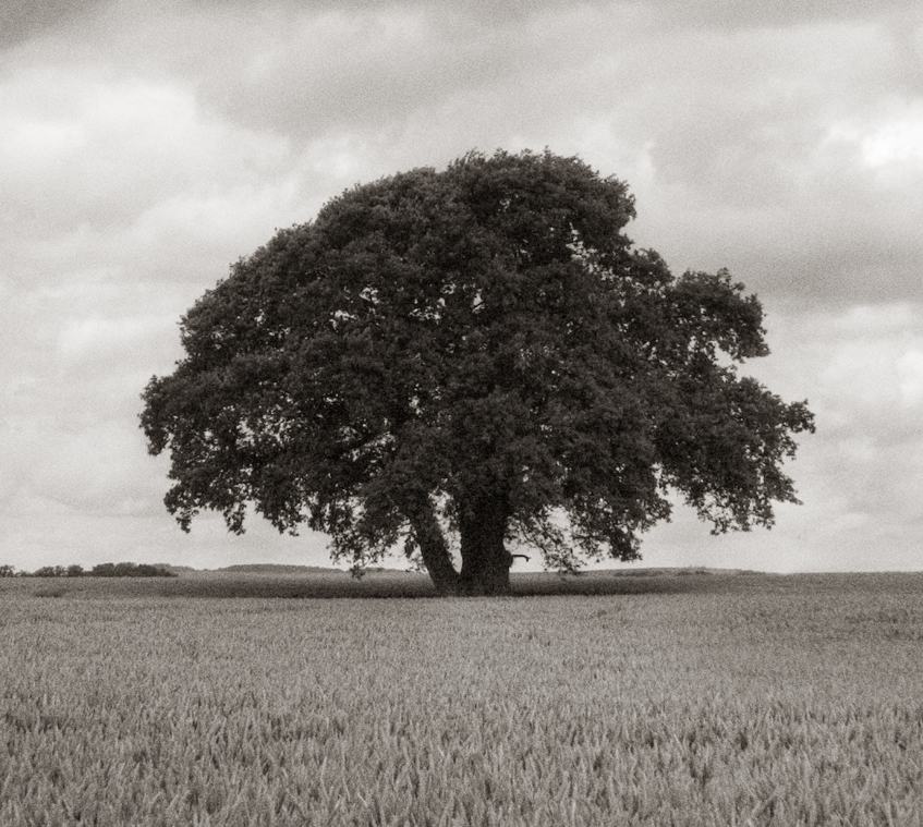 Tree in wheatfield detail Tree in wheatfield detail